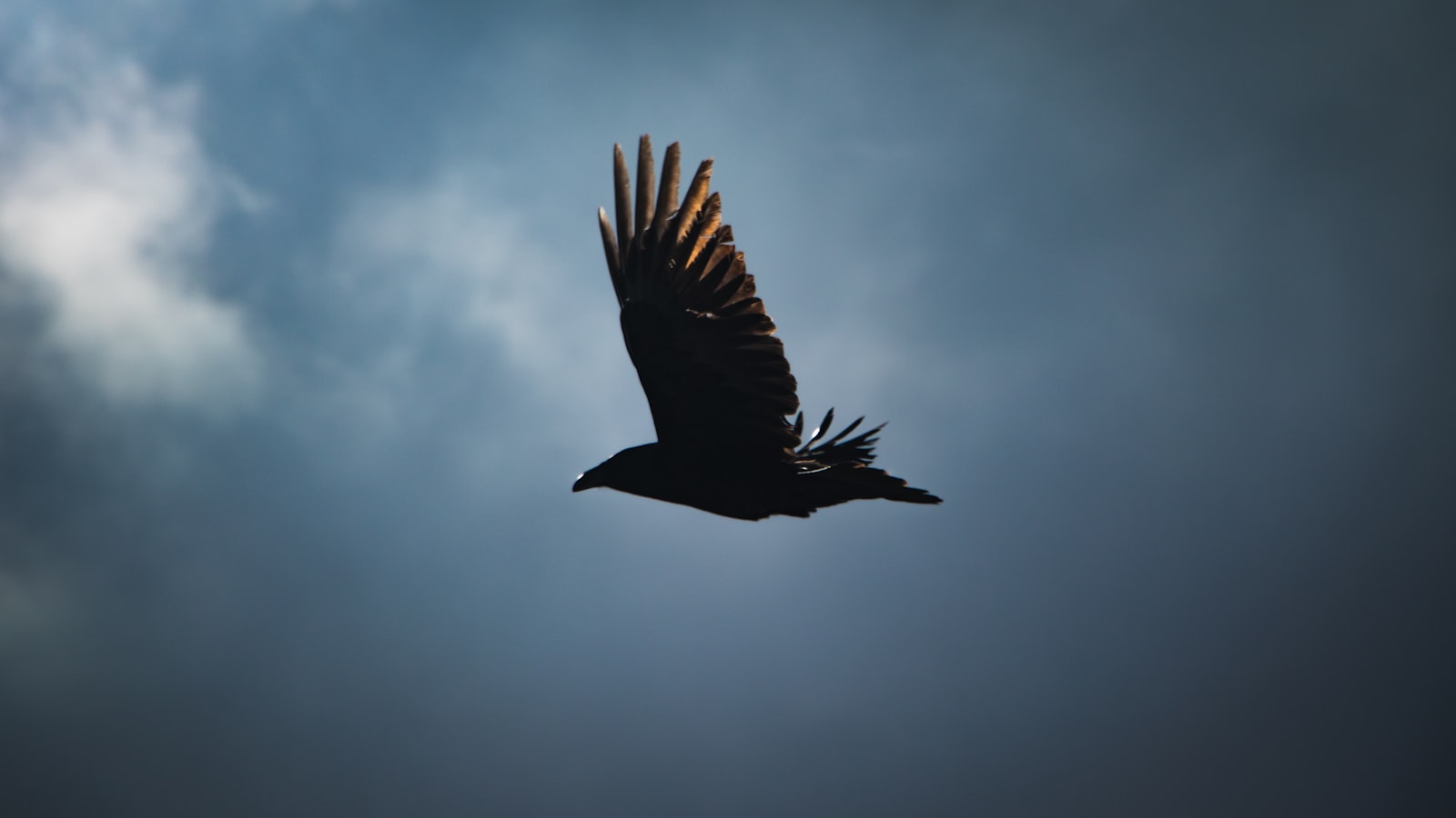 Un cuervo volando bajo el cielo