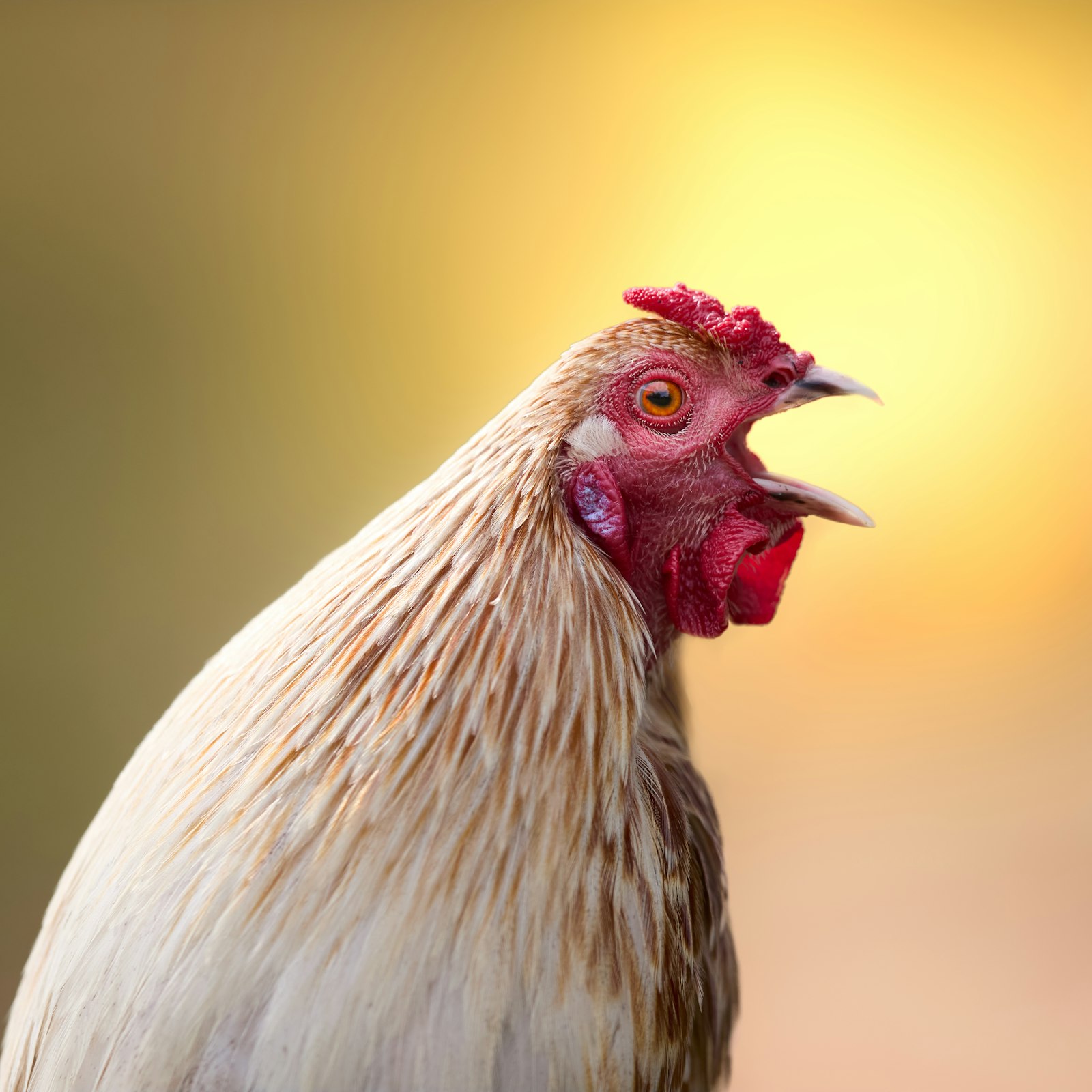 Un gallo cantando al amanecer