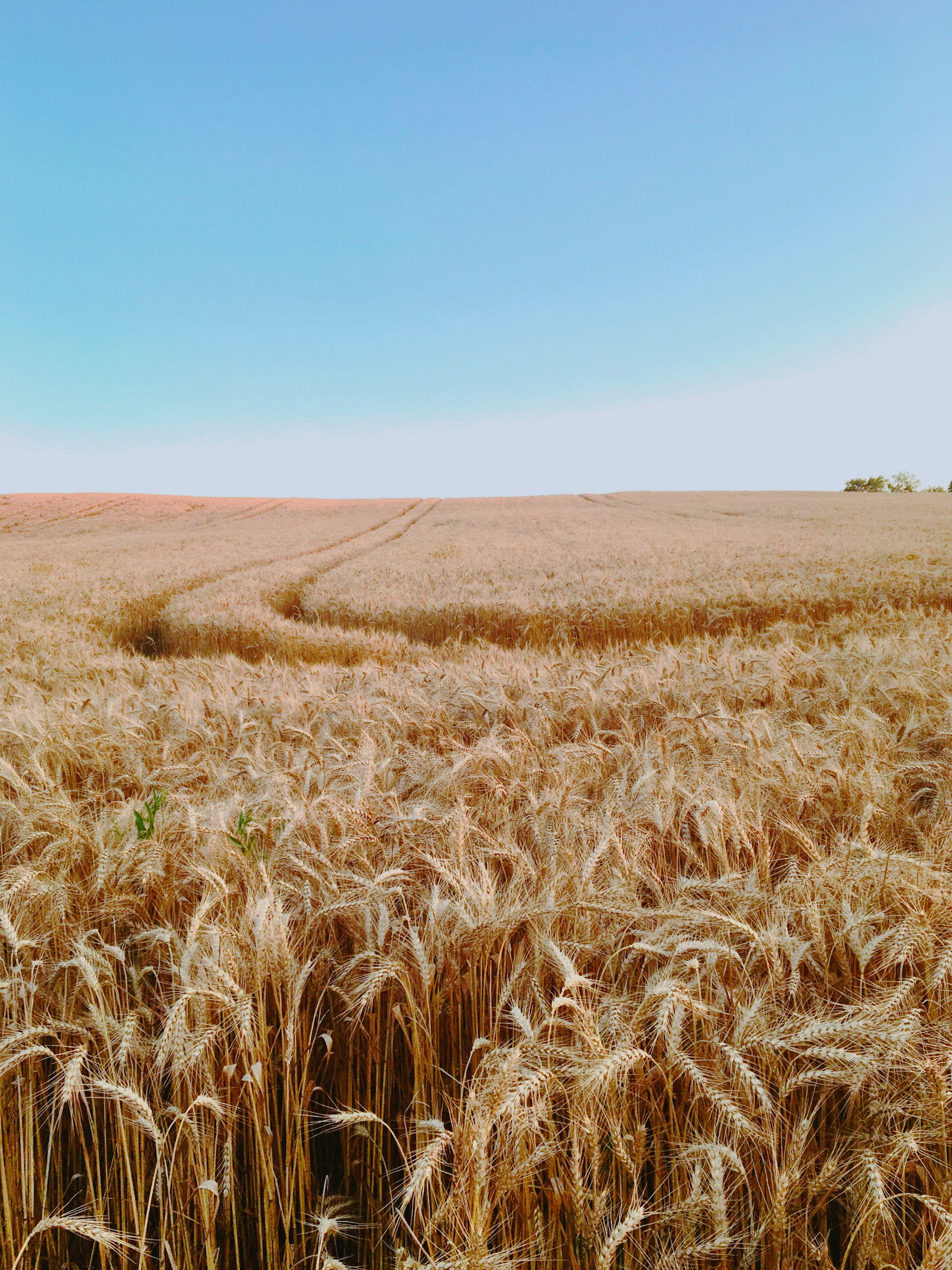 Campo de trigo dorado bajo un cielo azul