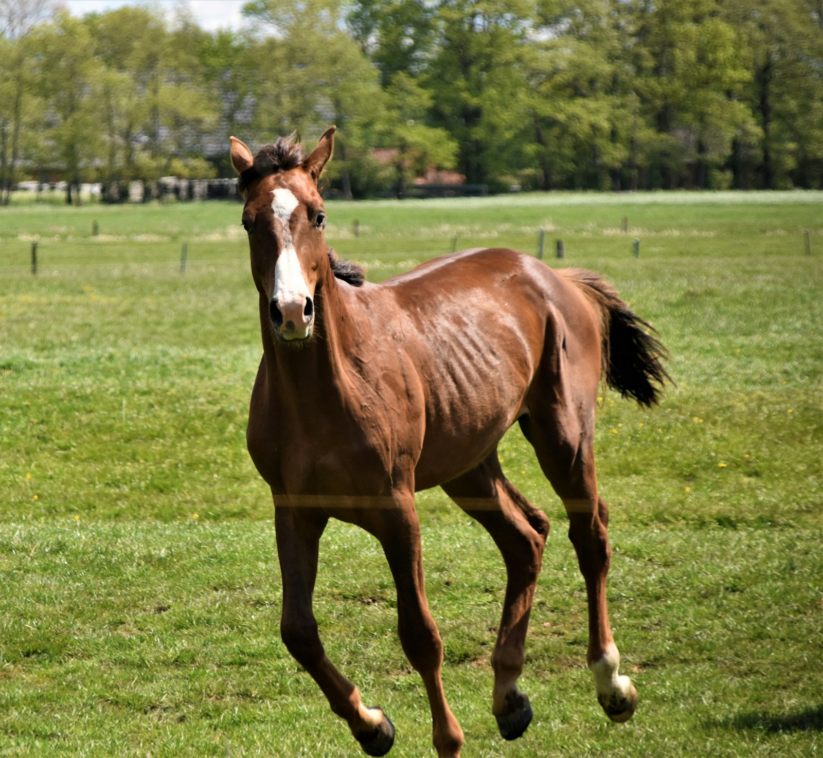 Caballo corriendo libre en un campo verde