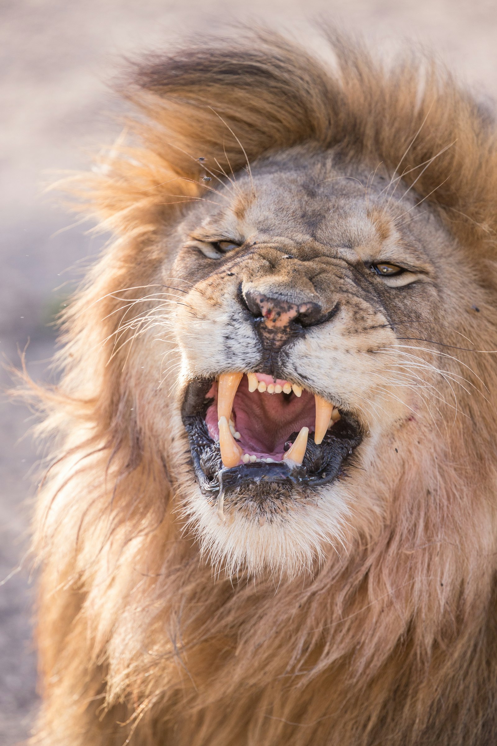 Un león con expresión fiera