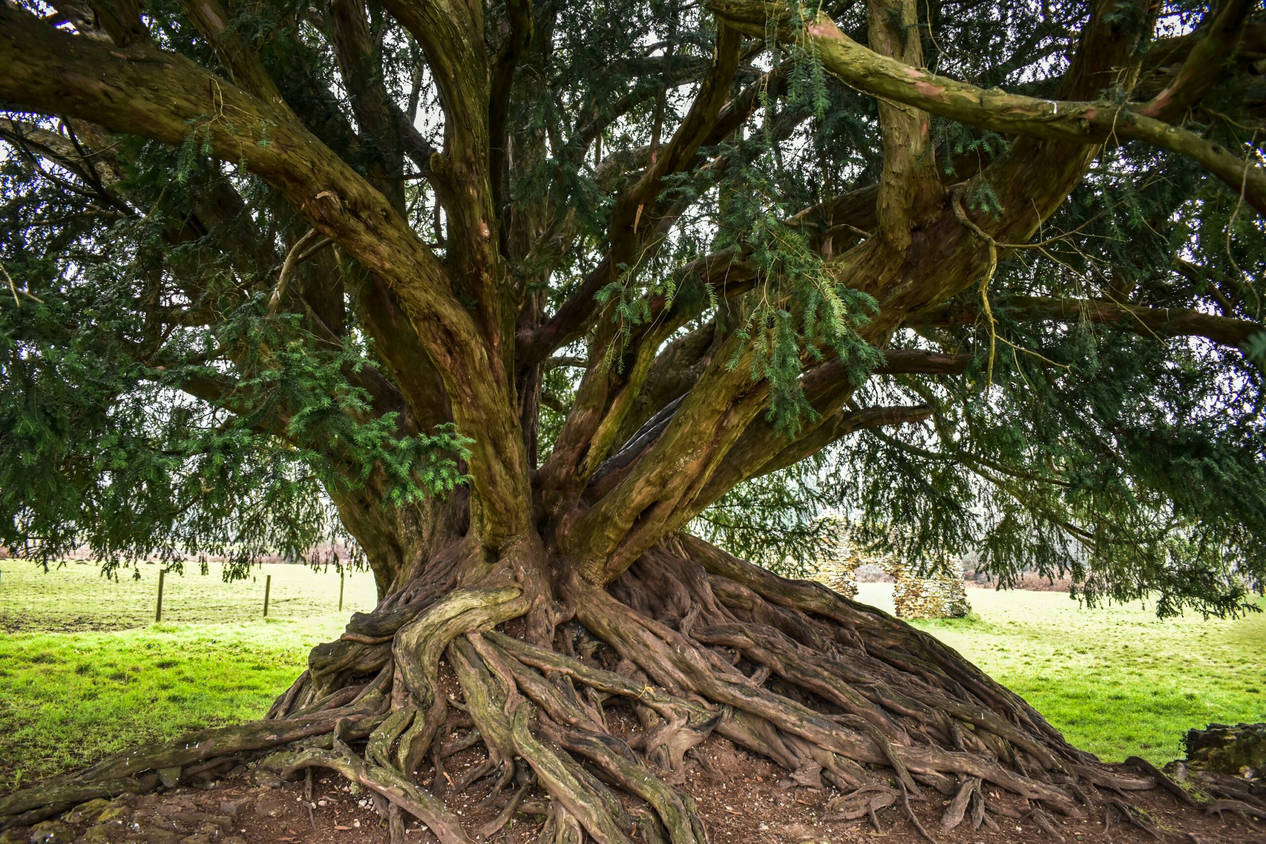 Árbol antiguo con raíces profundas